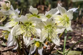 Helleborus niger (Kerstroos) - afbeelding 2