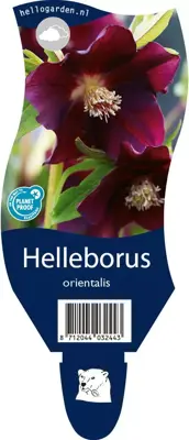 Helleborus orientalis (Kerstroos) - afbeelding 1