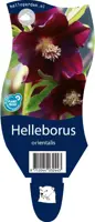 Helleborus orientalis (Kerstroos) - afbeelding 1