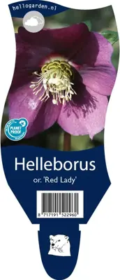 Helleborus orientalis 'Red lady' (Kerstroos) - afbeelding 1