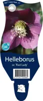 Helleborus orientalis 'Red lady' (Kerstroos) - afbeelding 1