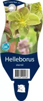 Helleborus sternii (Nieskruid) - afbeelding 1