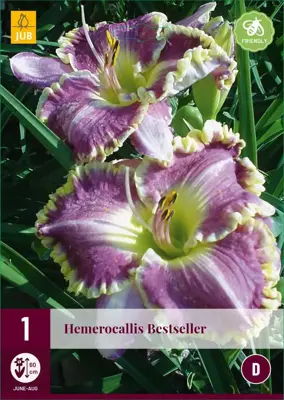 Hemerocallis bestseller 1 stuks - afbeelding 1