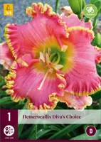 Hemerocallis divas choice 1 stuks kopen?