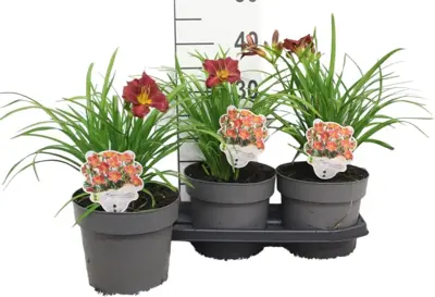 Hemerocallis 'EveryDaylily™ Red'  (Daglelie) 40cm - afbeelding 1