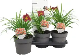 Hemerocallis 'EveryDaylily™ Red'  (Daglelie) 40cm - afbeelding 1