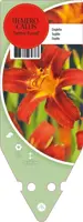 Hemerocallis Hybr. Sammy Russel (Daglelie) - afbeelding 1