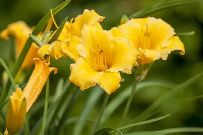 Hemerocallis Hybr. Stella D Oro (Daglelie) - afbeelding 4