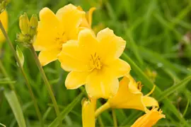 Hemerocallis Hybr. Stella D Oro (Daglelie) - afbeelding 5