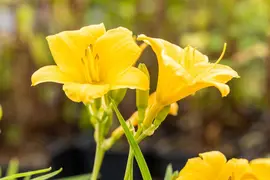 Hemerocallis Hybr. Stella D Oro (Daglelie) - afbeelding 6