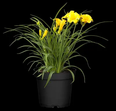 Hemerocallis Hybr. Stella D Oro (Daglelie) - afbeelding 3