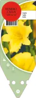 Hemerocallis Hybr. Stella D Oro (Daglelie) - afbeelding 1