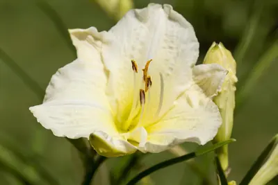 Hemerocallis 'Joan Senior' (Daglelie) - afbeelding 2