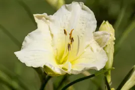 Hemerocallis 'Joan Senior' (Daglelie) - afbeelding 2