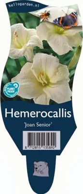 Hemerocallis 'Joan Senior' (Daglelie) - afbeelding 1
