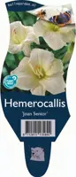 Hemerocallis 'Joan Senior' (Daglelie) - afbeelding 1
