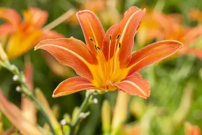 Hemerocallis 'Sammy Russell' (Daglelie) - afbeelding 2