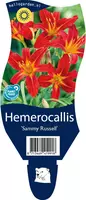 Hemerocallis 'Sammy Russell' (Daglelie) - afbeelding 1