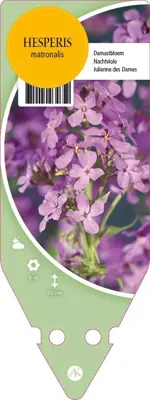Hesperis Matronalis (Damastbloem) - afbeelding 1