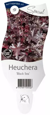 Heuchera 'Black sea' (Purperklokje) - afbeelding 1