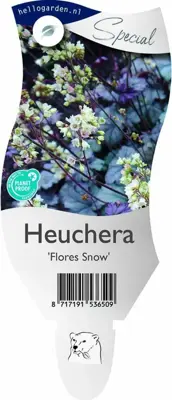 Heuchera 'Flores Snow' (Purperklokje) - afbeelding 1