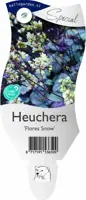 Heuchera 'Flores Snow' (Purperklokje) - afbeelding 1