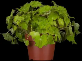 Heuchera, grün (Purperklokje) - afbeelding 1