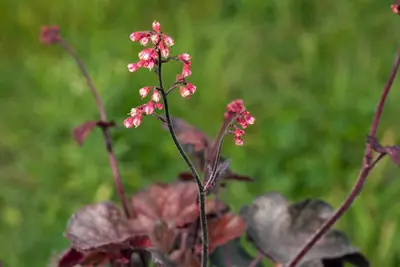 Heuchera 'Melting Fire' (Purperklokje) - afbeelding 4