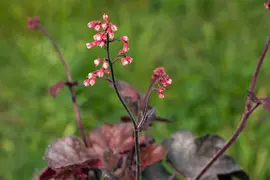 Heuchera 'Melting Fire' (Purperklokje) - afbeelding 4