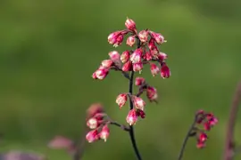 Heuchera 'Melting Fire' (Purperklokje) - afbeelding 5