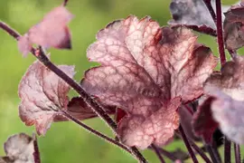 Heuchera 'Melting Fire' (Purperklokje) - afbeelding 6