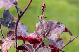 Heuchera 'Melting Fire' (Purperklokje) - afbeelding 7