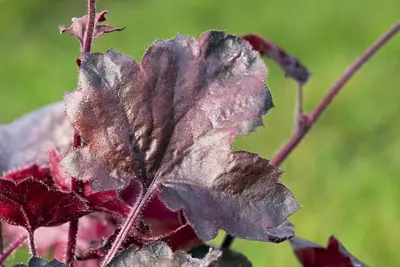 Heuchera 'Melting Fire' (Purperklokje) - afbeelding 8