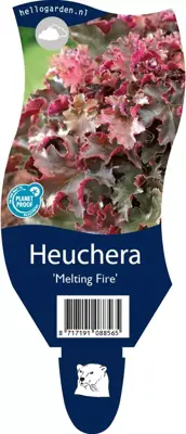 Heuchera 'Melting Fire' (Purperklokje) - afbeelding 1
