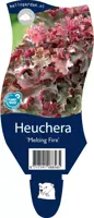 Heuchera 'Melting Fire' (Purperklokje) - afbeelding 1