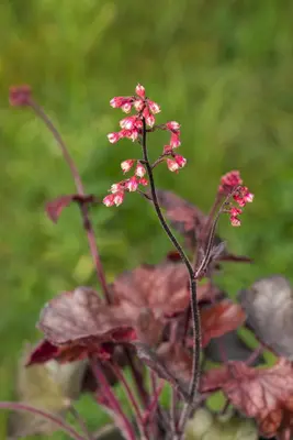 Heuchera 'Melting Fire' (Purperklokje) - afbeelding 3