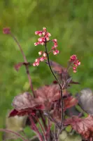 Heuchera 'Melting Fire' (Purperklokje) - afbeelding 3