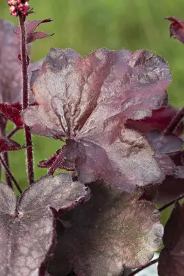 Heuchera 'Melting Fire' (Purperklokje) - afbeelding 9