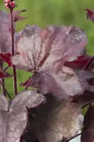 Heuchera 'Melting Fire' (Purperklokje) - afbeelding 9