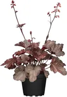 Heuchera 'Melting Fire' (Purperklokje) - afbeelding 1