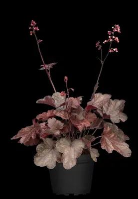 Heuchera 'Melting Fire' (Purperklokje) - afbeelding 2