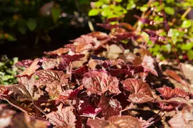 Heuchera micrantha 'Palace Purple' (Purperklokje) - afbeelding 5