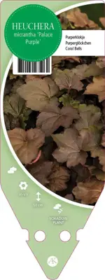 Heuchera Micrantha Palace Purple (Purperklokje) - afbeelding 1