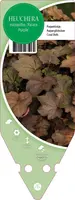 Heuchera Micrantha Palace Purple (Purperklokje)