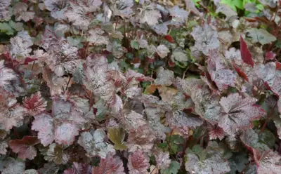 Heuchera micrantha 'Palace Purple' (Purperklokje) - afbeelding 4