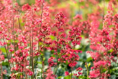 Heuchera 'Paris' (Purperklokje) - afbeelding 4