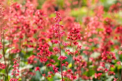 Heuchera 'Paris' (Purperklokje) - afbeelding 6