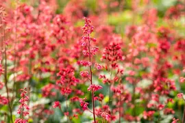 Heuchera 'Paris' (Purperklokje) - afbeelding 6