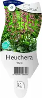 Heuchera 'Paris' (Purperklokje) - afbeelding 1