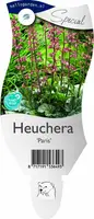 Heuchera 'Paris' (Purperklokje) - afbeelding 1